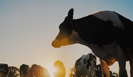 What’s the long-term global outlook for dairy consumption?